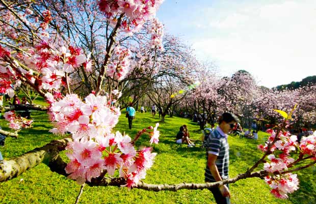 Festival das cerejeiras realizada no Parque do Carmo, zona leste de So Paulo