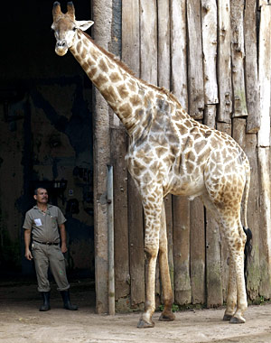 Observado pela girafa Palito, tratador faz limpeza do recinto das girafas no Zoológico de São Paulo. Uma girafa e um leão morreram no local em menos de duas semanas