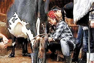 A partcipante Babi Xavier aprende a ordenhar vaca com o auxlio de um engenheiro agrnomo