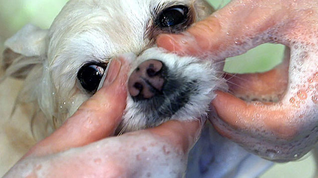 Enquanto o dono arruma o cabelo, o cachorro recebe um banho e tosa