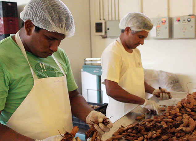 Legenda: Índios de Carolina, no Maranhão, trabalham em fábrica de polpa de fruta congelada 