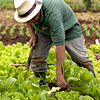Por meio do Atados, voluntários ajudam o agricultor José Aparecido Cândido Vieira a cuidar de sua horta