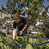 Condomínio Altos do Butantã implantou horta implantada após usar as composteiras