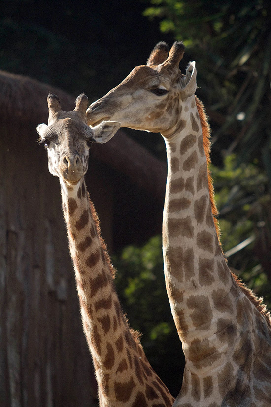 Duas girafas "namoram" no zoológico