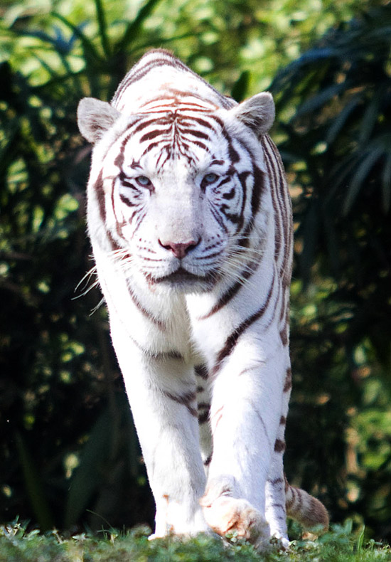 O tigre branco Baboo, no zoológico de São Paulo