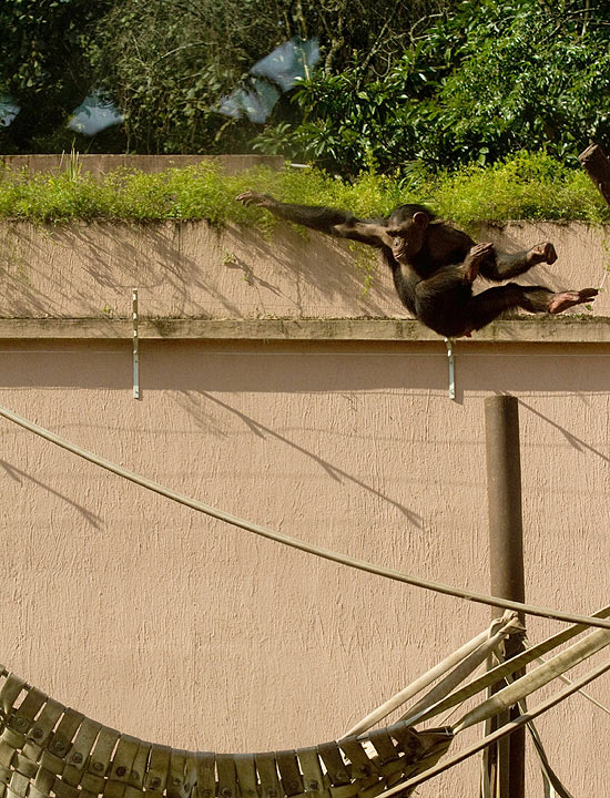 Um dos chimpanzés brinca em rede de madeira