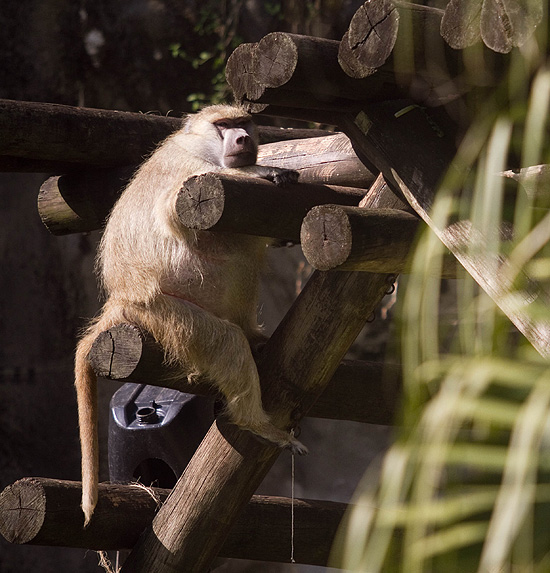 O babuuíno do zoológico está de dieta para emagrecer