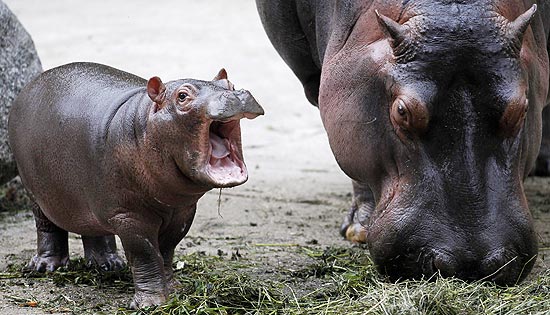 Hipopótamo bebê boceja ao lado da mãe