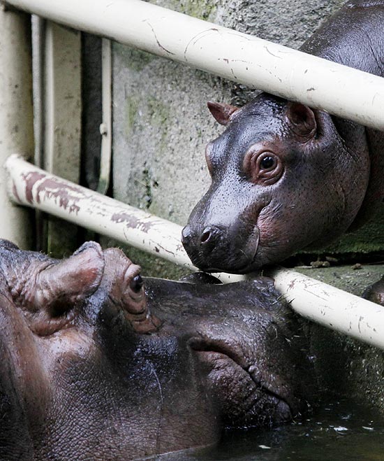 Bebê hipopótamo junto com a mãe