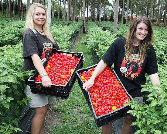 As garotas Jarmilla Elders Linda Sartoris na colheita das pimentas australianas