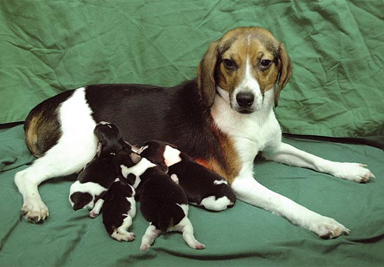 A cadela Tagoon e seus filhotes durante a luz do dia; a pesquisa genética é um dos ramos fortes da Coreia do Sul