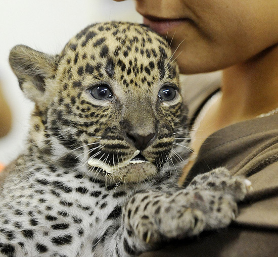 Nimali, um leopardo de cinco semanas, é examinado na Eslováquia