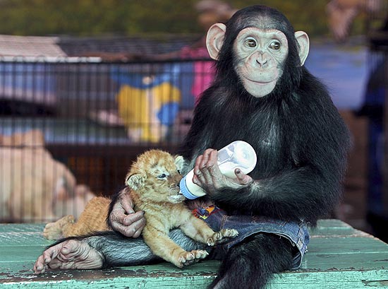 Chimpanzé alimenta filhote de tigre na Tailândia
