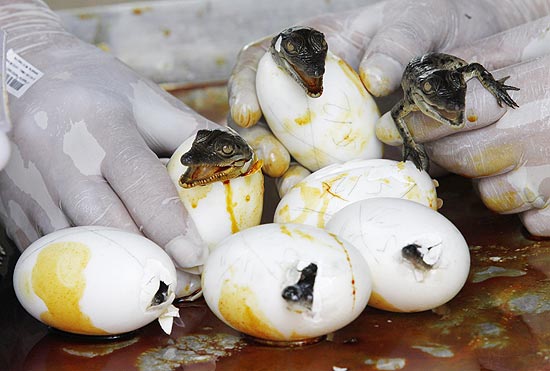 Bebês crocodilos nascem em Manila