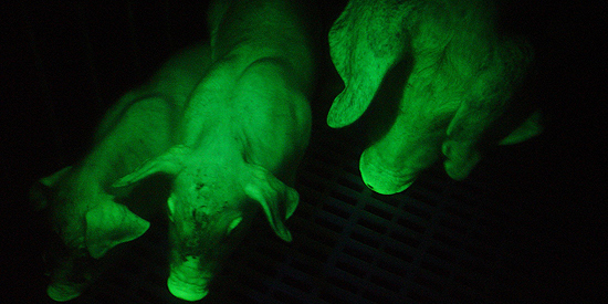 Porcos transgênicos fluorescentes criados por grupo de Taiwan