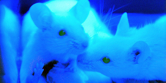 Família de ratos que brilham no escuro, modificados geneticamente, é exposta em feira de biotecnologia