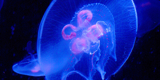 A medusa da lua que emite brilho graças a uma proteína