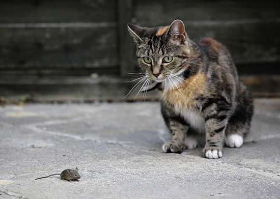 Adeus, Jess! Deve ter sido o último pensamento do rato