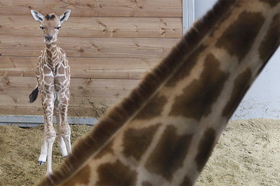 O novo bebê girafa do zoo da Antuérpia