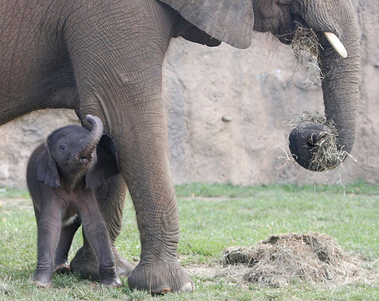 Elefantinho ao lado de Kubwa, sua mãe