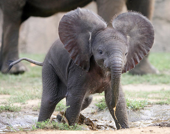 Elefantinho com orelhas em forma de coração tem apenas dez dias de vida