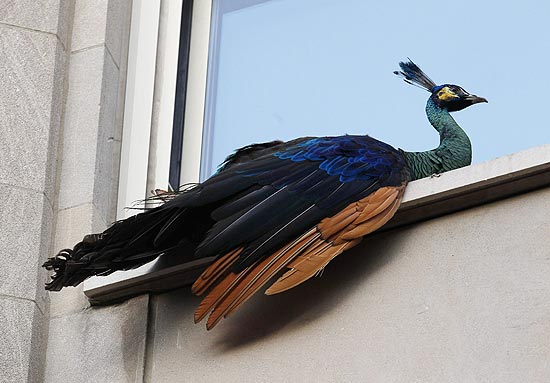 O pavão fugitivo se acomodou um uma janela na 5ª Avenida
