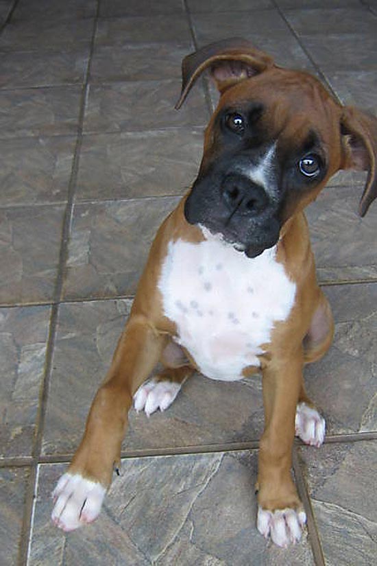 A boxer Luma, 8 meses, tem apetite por toalhas no varal, brinca o dono 