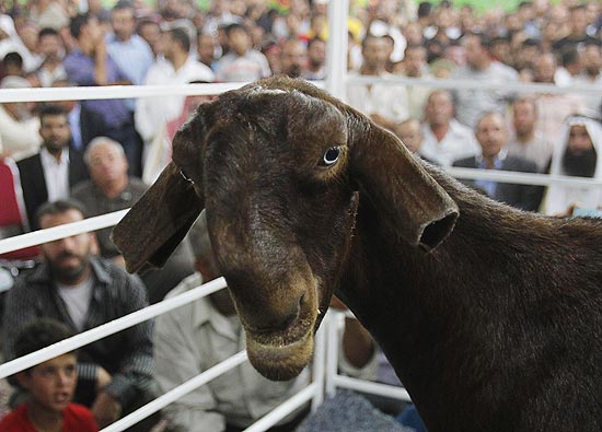 A cabra Waseef ganhou o prêmio de mais bonita do mundo