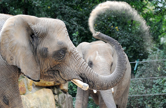 Uma fêmea de elefante se refresca em zoológico em Dresden, na Alemanha