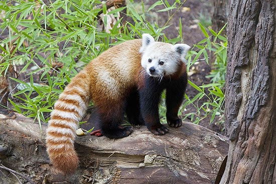 Lily, a panda vermelha, no zoológico de San Diego