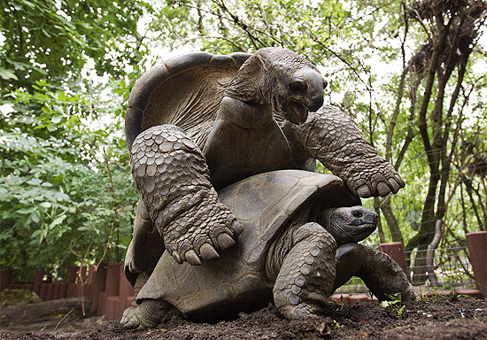 Tartarugas do zoo de Amsterdã se reproduzem