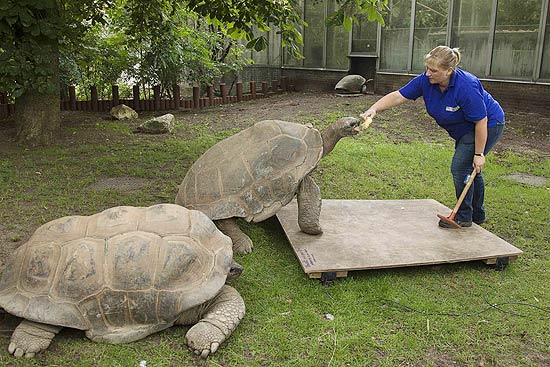 A funcionária atraiu uma das tartaruguinhas para a balança