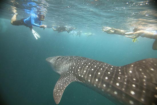 Mergulhador nada próximo de um tubarão-baleia