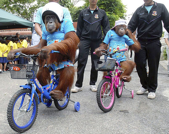 Os bebês orangotangos andando de bicicleta