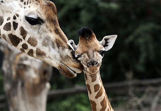 Mamãe girafa cuida da filha Thabo