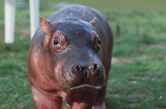 Um dos hipopótamos colombianos da Fazenda Nápoles