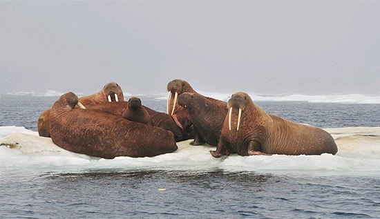 O grupo de morsas que resolveu descansar em um bloco de gelo flutuante no Ártico