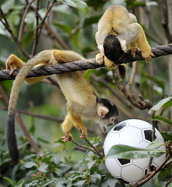 Dois macacos bolivianos disputam a bola durante partida de futebol organizada por funcionários do zoológico de Londres