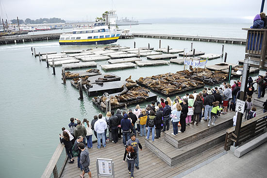 Pessoas observam os leões marinhos em San Francisco, na Califórnia