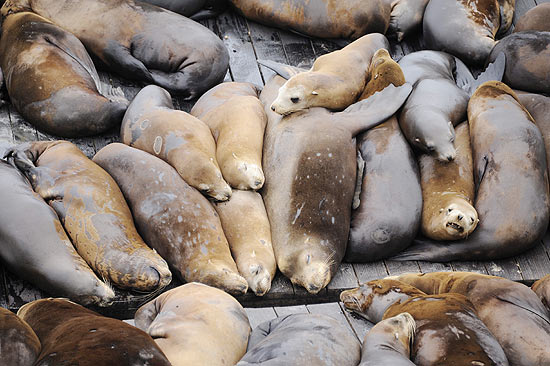 Leões marinhos no pier 39 em San Francisco
