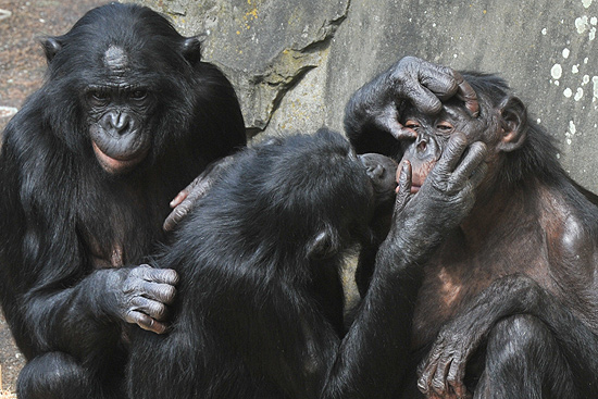 Djanoa superou os machos e foi eleita o macaco mais inteligente do mundo na Bélgica