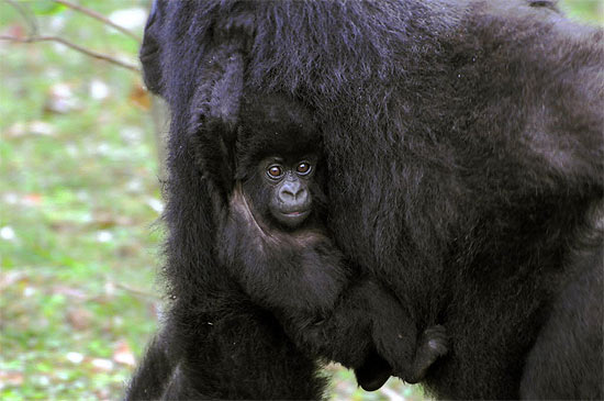 Filhote de gorila é carregado pela mãe