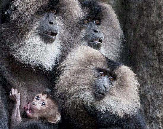 Macaquinho se agarra à mãe