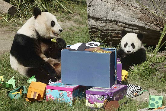 Fu Hu e sua mãe abrem presentes no primeiro aniversário do filhote