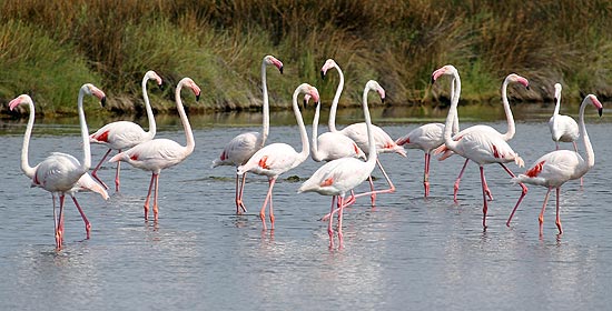 Flamingos do sul da França
