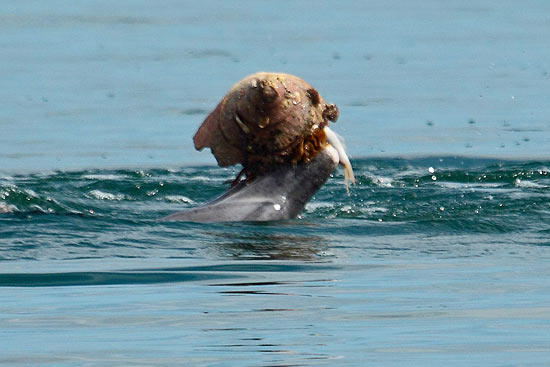 Golfinhos que 'pescam' com conchas surpreendem cientistas