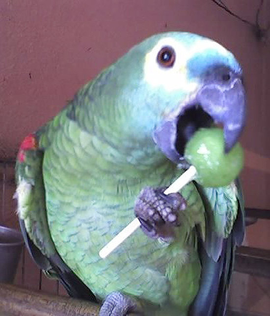 O papagaio Maguila, 5, adora doces