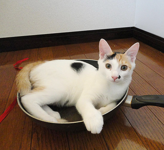 A gatinha Chimi, 5 meses, e sua cama-frigideira