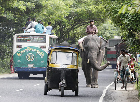 Elefante incomoda muita gente em rua de Bangladesh