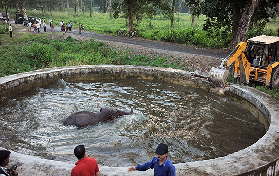 Elefante teve que ser resgatado com retroescavadeira